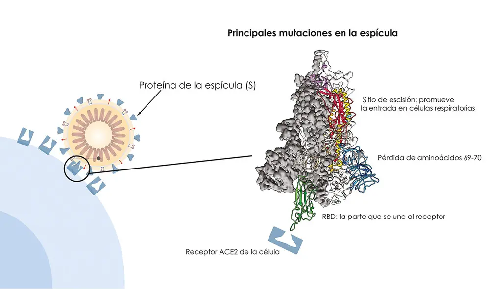 Principales mutaciones en la espícula de la nueva variante. Foto: LR/ AFP