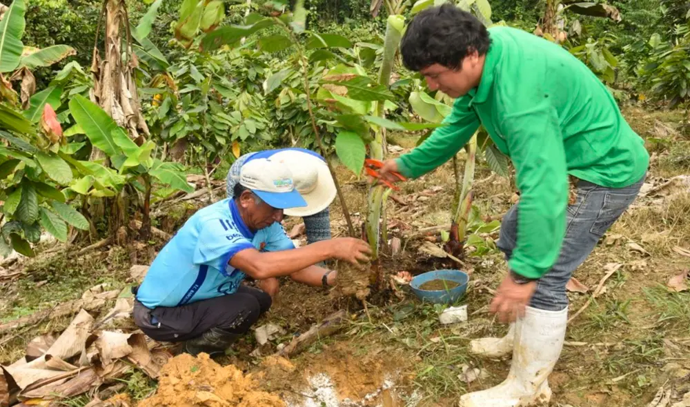 El guano de isla mejora las propiedades químicas y biológicas de los suelos. Foto: Devida