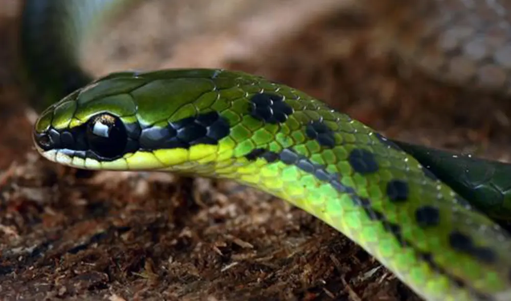 Culebra conocida como Bandera boliviana, descubierta en el Valle del Zongo. Otra de las apariciones fue la rana Liliputiense, una de las más pequeñas del mundo. Foto: AFP