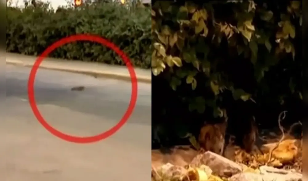 Vecinos piden que se remuevan los arbustos en su totalidad. Foto: captura de Latina Vecinos piden que se remuevan los arbustos en su totalidad. Foto: captura de Latina