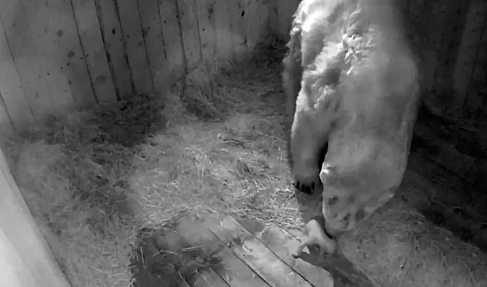 Los osos polares figuran en la lista roja de la Unión Internacional para la Conservación de la Naturaleza. Foto: captura logvinenko_rnd / Instagram Los osos polares figuran en la lista roja de la Unión Internacional para la Conservación de la Naturaleza. Foto: captura logvinenko_rnd / Instagram