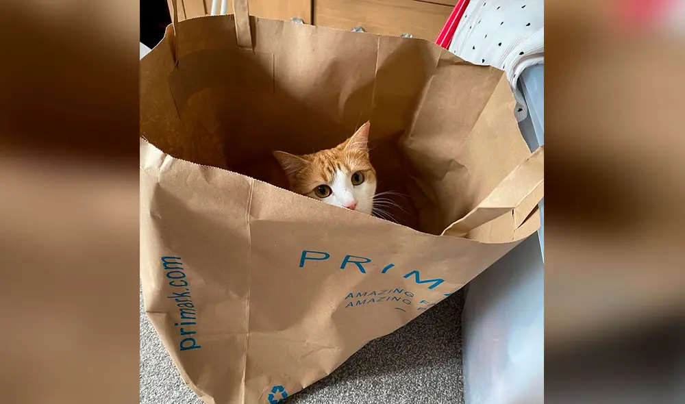 Desliza las imágenes para ver la travesura que cometió una gatita al manipular a escondidas las manecillas de un reloj. Foto: captura de Facebook Desliza las imágenes para ver la travesura que cometió una gatita al manipular a escondidas las manecillas de un reloj. Foto: captura de Facebook