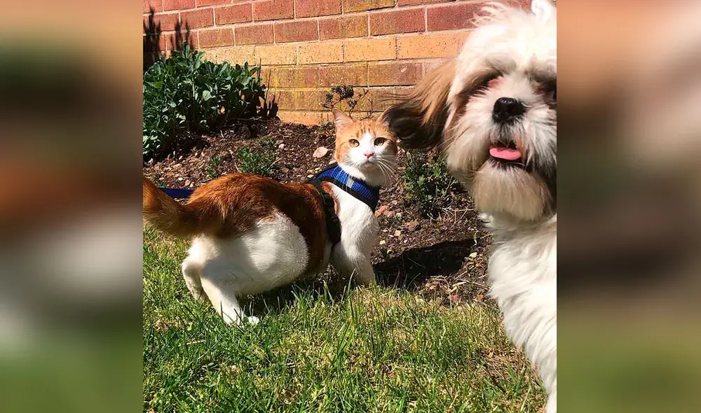Desliza las imágenes para ver la travesura que cometió una gatita al manipular a escondidas las manecillas de un reloj. Foto: captura de Facebook Desliza las imágenes para ver la travesura que cometió una gatita al manipular a escondidas las manecillas de un reloj. Foto: captura de Facebook