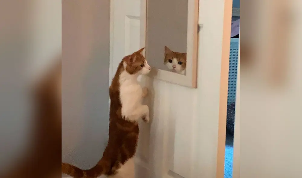 Desliza las imágenes para ver la travesura que cometió una gatita al manipular a escondidas las manecillas de un reloj. Foto: captura de Facebook Desliza las imágenes para ver la travesura que cometió una gatita al manipular a escondidas las manecillas de un reloj. Foto: captura de Facebook