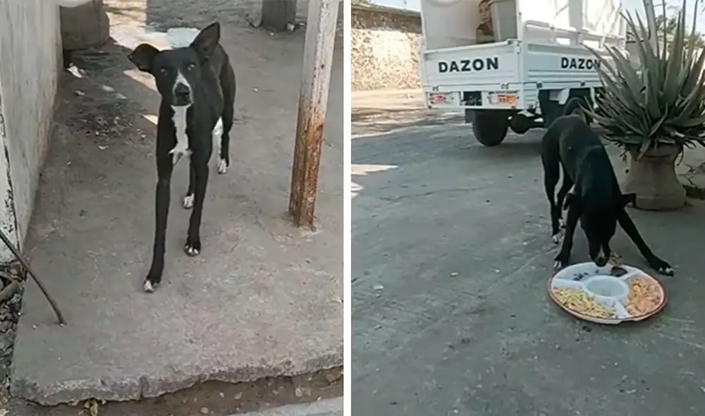 Desliza las imágenes para ver la noble labor de un grupo de personas al brindar ayuda a los animales callejeros. Foto: captura de YouTube Desliza las imágenes para ver la noble labor de un grupo de personas al brindar ayuda a los animales callejeros. Foto: captura de YouTube
