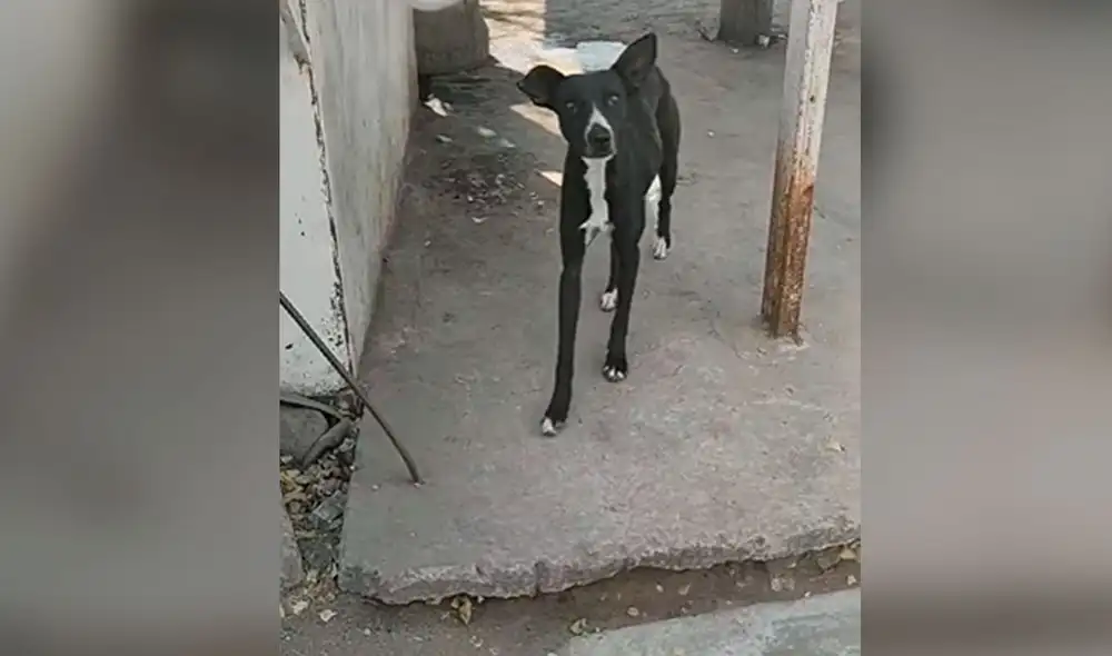 Desliza las imágenes para ver la noble labor de un grupo de personas al brindar ayuda a los animales callejeros. Foto: captura de YouTube Desliza las imágenes para ver la noble labor de un grupo de personas al brindar ayuda a los animales callejeros. Foto: captura de YouTube