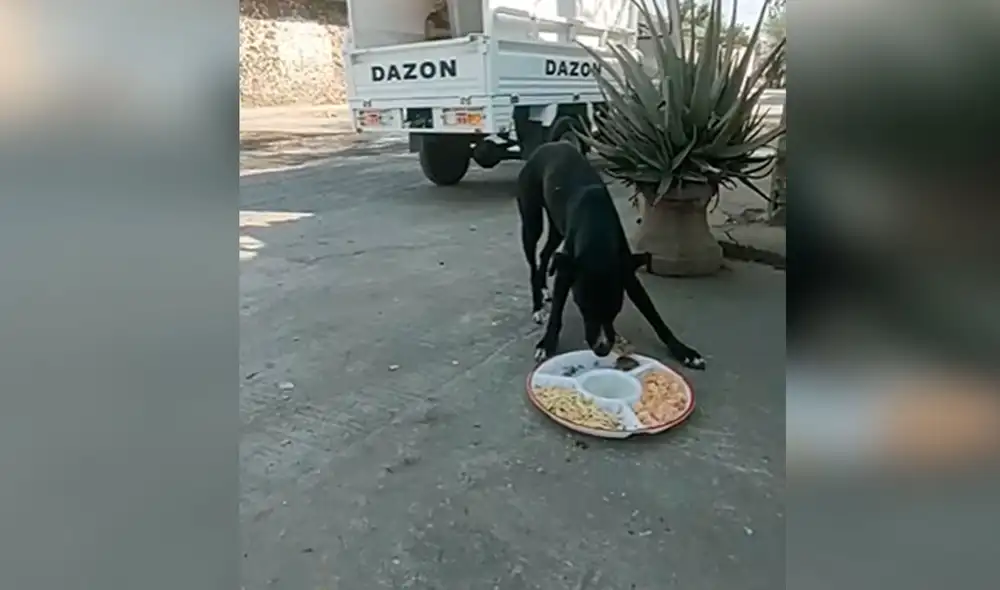 Desliza las imágenes para ver la noble labor de un grupo de personas al brindar ayuda a los animales callejeros. Foto: captura de YouTube Desliza las imágenes para ver la noble labor de un grupo de personas al brindar ayuda a los animales callejeros. Foto: captura de YouTube