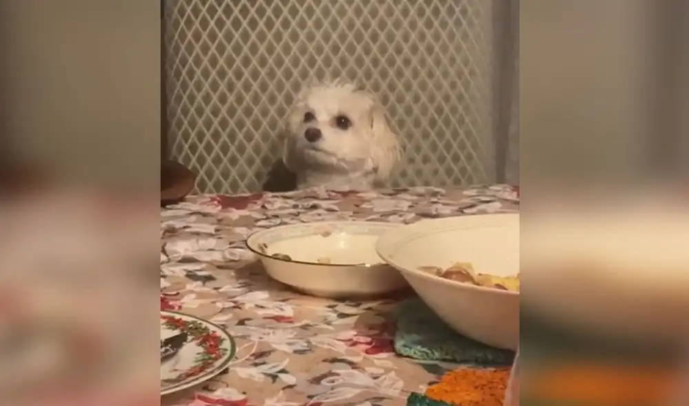 Desliza las imágenes para ver más detalles sobre esta tierna escena que se hizo viral en redes. Foto: captura de TikTok Desliza las imágenes para ver más detalles sobre esta tierna escena que se hizo viral en redes. Foto: captura de TikTok