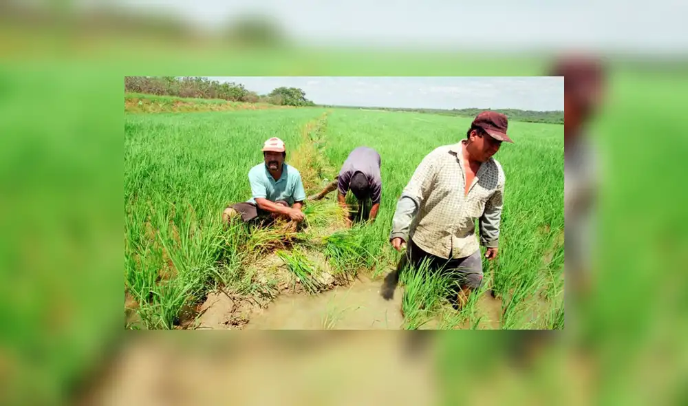 Los agricultores piden mejores condiciones laborales para mejorar sus actividades. Foto: difusión Los agricultores piden mejores condiciones laborales para mejorar sus actividades. Foto: difusión