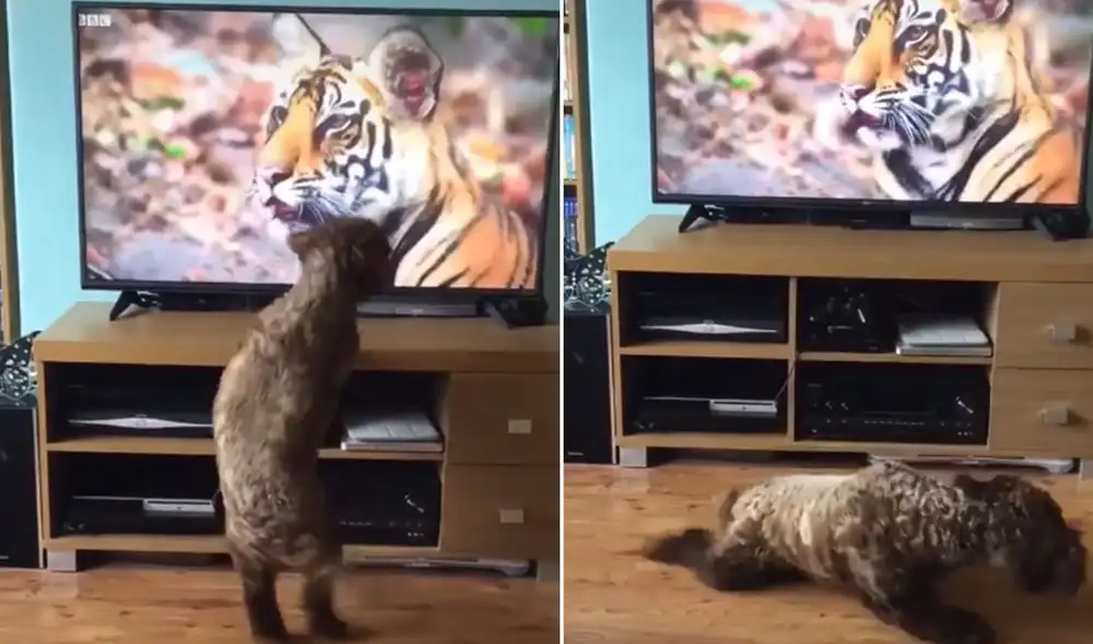 Desliza las imágenes para conocer más sobre esta singular escena que se volvió viral en redes sociales. Foto: captura de TikTok