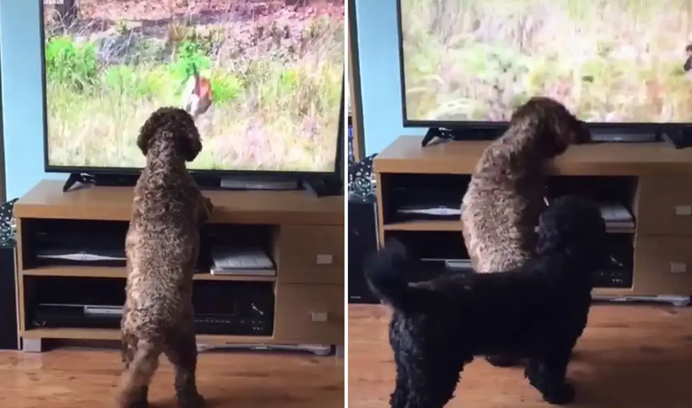 Desliza las imágenes para conocer más sobre esta singular escena que se volvió viral en redes sociales. Foto: captura de TikTok