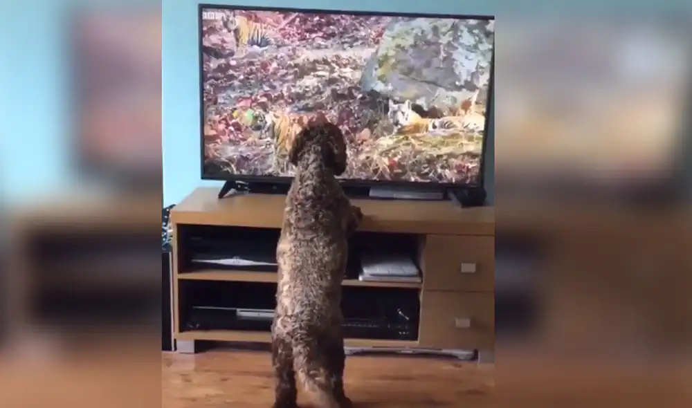 Desliza las imágenes para conocer más sobre esta singular escena que se volvió viral en redes sociales. Foto: captura de TikTok