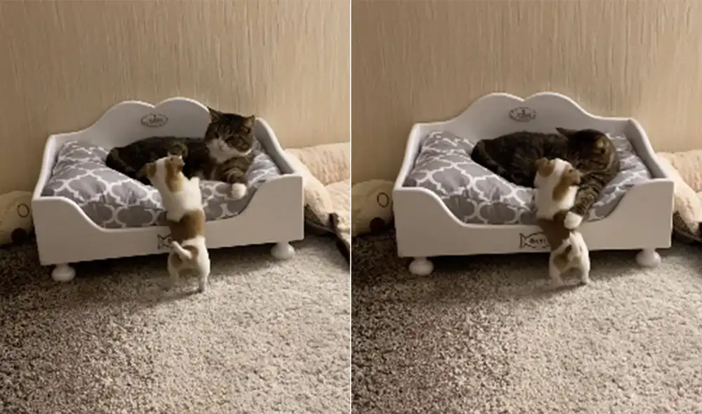 Desliza las imágenes para ver más detalles sobre esta escena que es viral en redes sociales. Foto: captura de YouTube Desliza las imágenes para ver más detalles sobre esta escena que es viral en redes sociales. Foto: captura de YouTube