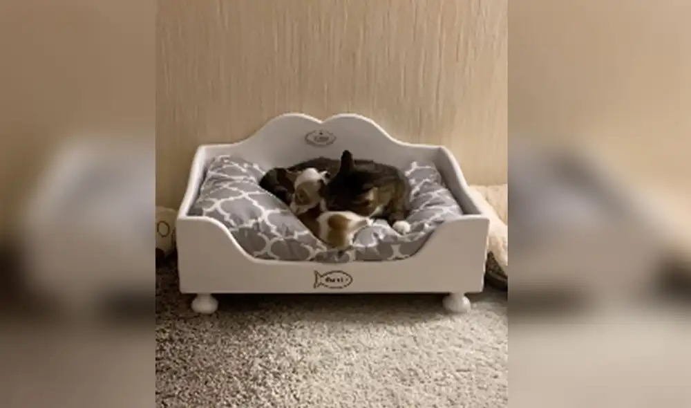 Desliza las imágenes para ver más detalles sobre esta escena que es viral en redes sociales. Foto: captura de YouTube Desliza las imágenes para ver más detalles sobre esta escena que es viral en redes sociales. Foto: captura de YouTube