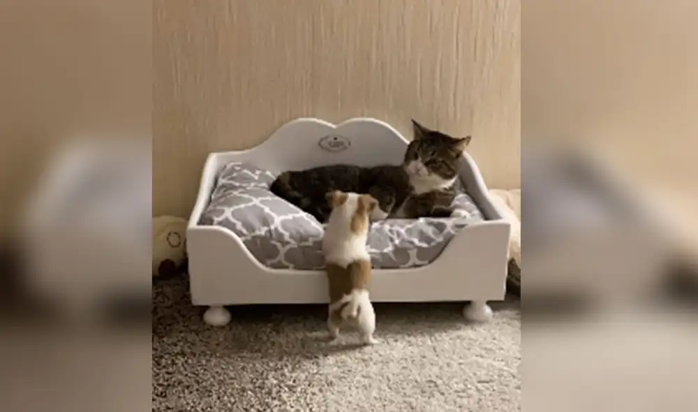 Desliza las imágenes para ver más detalles sobre esta escena que es viral en redes sociales. Foto: captura de YouTube Desliza las imágenes para ver más detalles sobre esta escena que es viral en redes sociales. Foto: captura de YouTube
