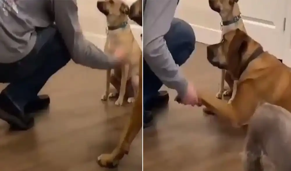 Desliza hacia la izquierda para ver más detalles sobre esta escena que ya es viral en redes sociales. Foto: captura de YouTube Desliza hacia la izquierda para ver más detalles sobre esta escena que ya es viral en redes sociales. Foto: captura de YouTube