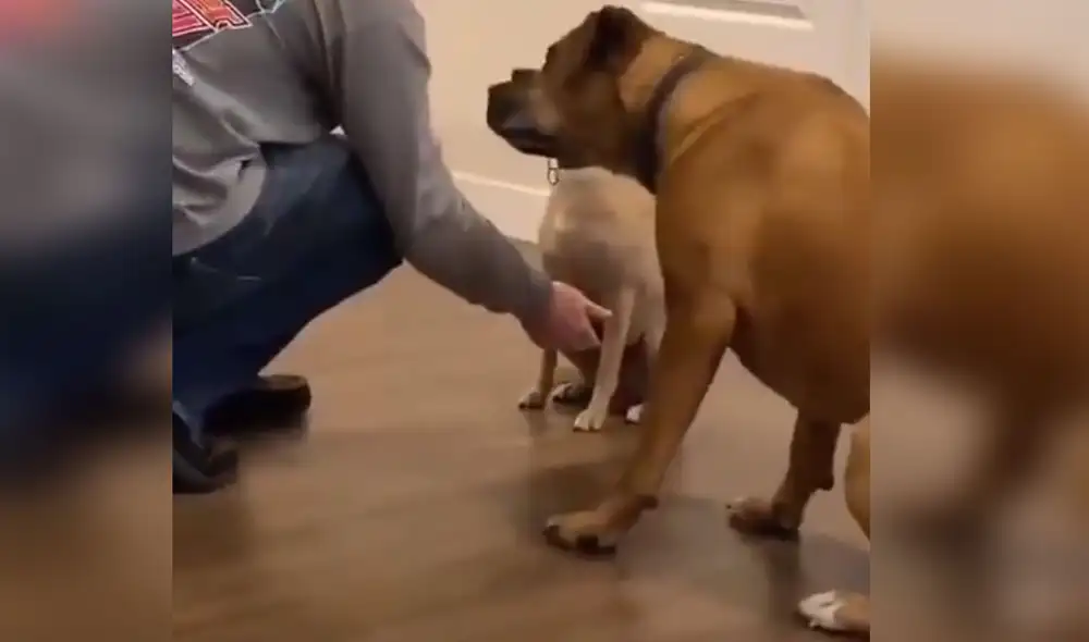 Desliza hacia la izquierda para ver más detalles sobre esta escena que ya es viral en redes sociales. Foto: captura de YouTube Desliza hacia la izquierda para ver más detalles sobre esta escena que ya es viral en redes sociales. Foto: captura de YouTube