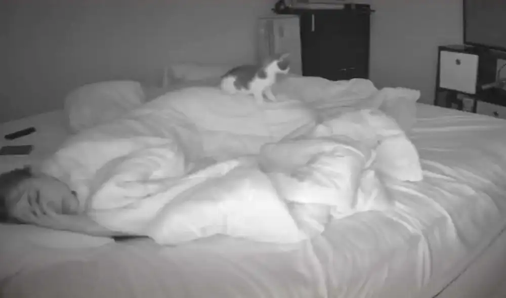 Desliza las imágenes para descubrir la travesura que comete un gato cada vez que ve a su dueña durmiendo en su cama. Foto: captura de TikTok
