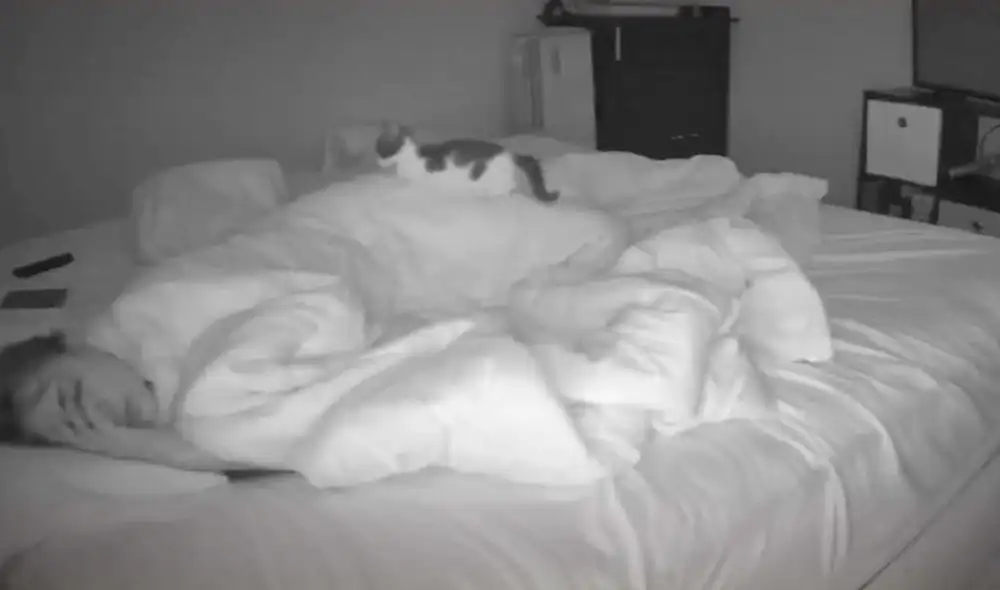 Desliza las imágenes para descubrir la travesura que comete un gato cada vez que ve a su dueña durmiendo en su cama. Foto: captura de TikTok