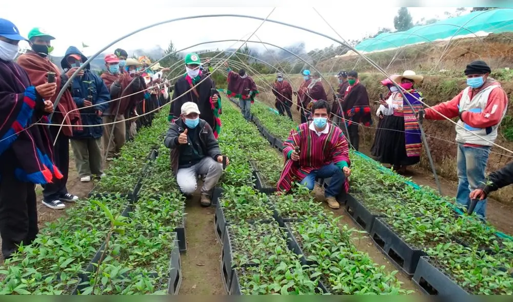 En comunidades de Incahuasi y Cañaris sembrarán 300.000 plantones de diversas especies. Foto: GRA Lambayeque