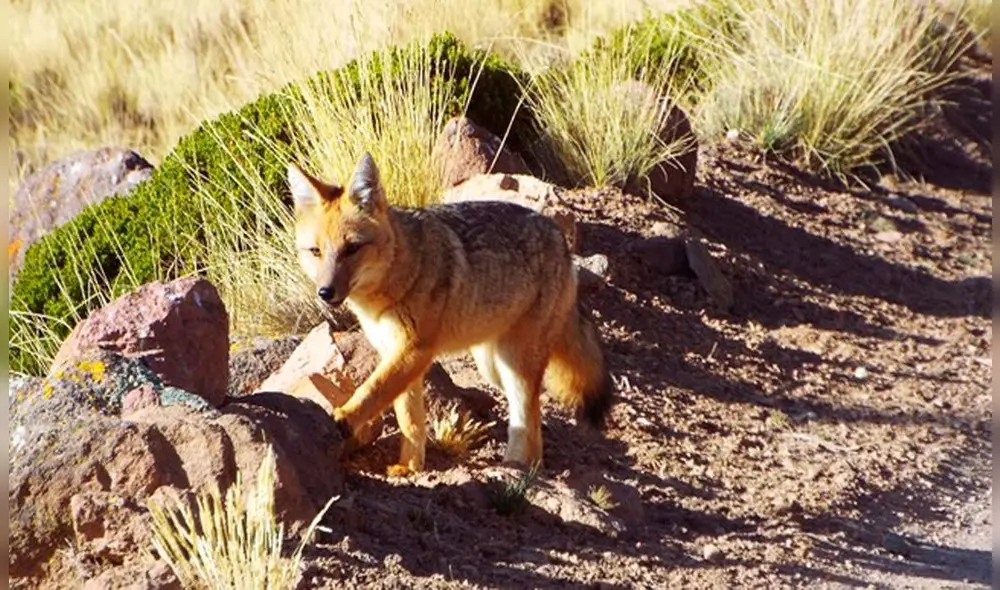 En carnavales, los ejemplares son exhibidos vivos durante la celebración. Foto: Serfor