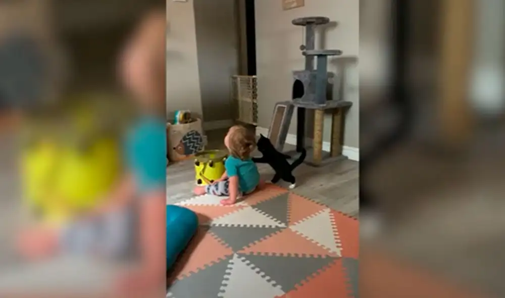 Desliza las imágenes para apreciar la curiosa acción de un gato al notar la presencia del menor hijo de su dueña. Foto: Caters Clips