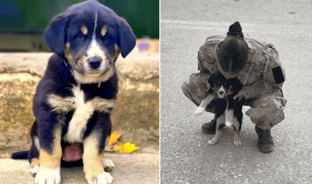 Desliza hacia la izquierda para ver más imágenes de esta emotiva historia. Foto: Guardians of Rescue / Facebook Desliza hacia la izquierda para ver más imágenes de esta emotiva historia. Foto: Guardians of Rescue / Facebook