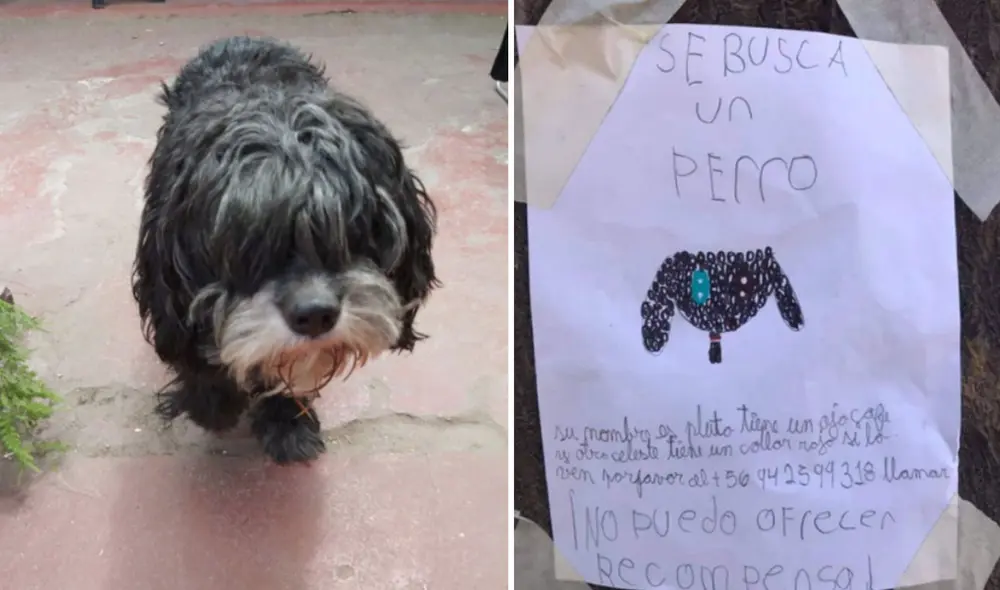 Desliza las imágenes para ver más detalles sobre esta historia que se hizo viral en redes sociales. Foto: @cosiwawi / Twitter