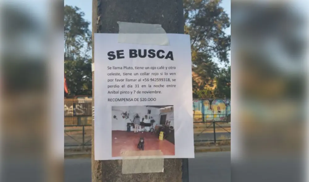 Desliza las imágenes para ver más detalles sobre esta historia que se hizo viral en redes sociales. Foto: @cosiwawi / Twitter