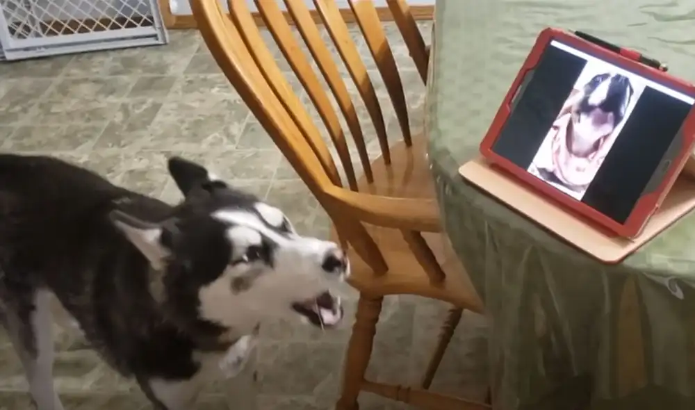 Desliza las imágenes para ver más detalles  sobre esta tierna escena que es viral en redes sociales. Foto: captura de YouTube