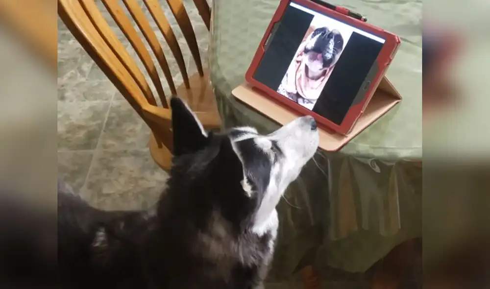 Desliza las imágenes para ver más detalles  sobre esta tierna escena que es viral en redes sociales. Foto: captura de YouTube