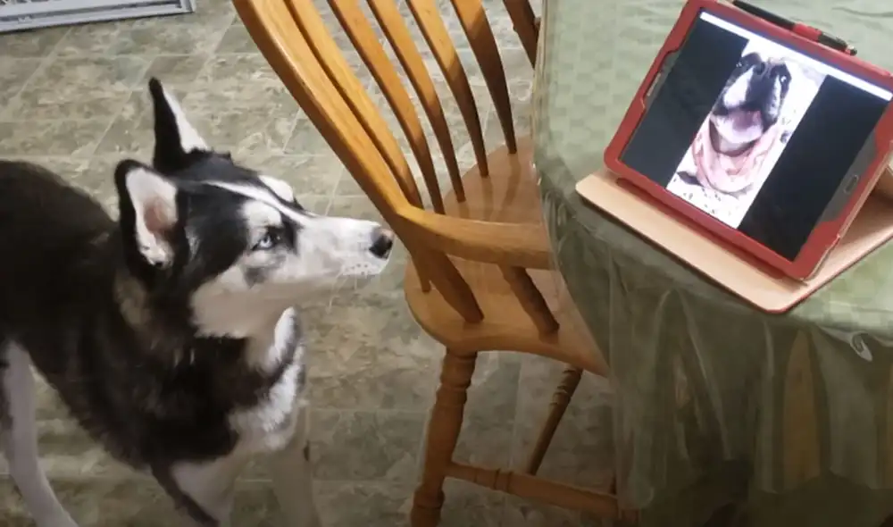 Desliza las imágenes para ver más detalles  sobre esta tierna escena que es viral en redes sociales. Foto: captura de YouTube