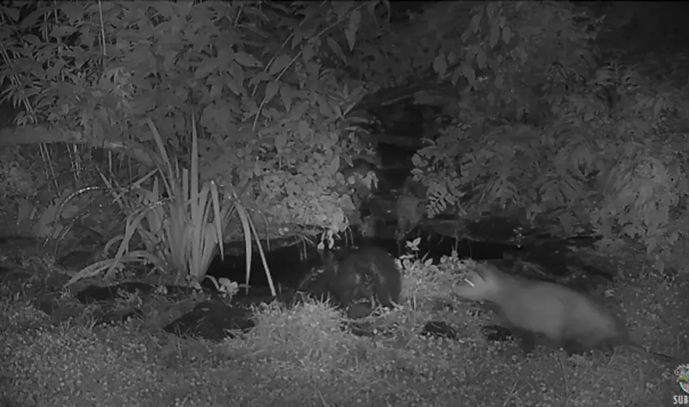 Desliza hacia la izquierda para ver las imágenes del video viral. Foto: captura de YouTube.