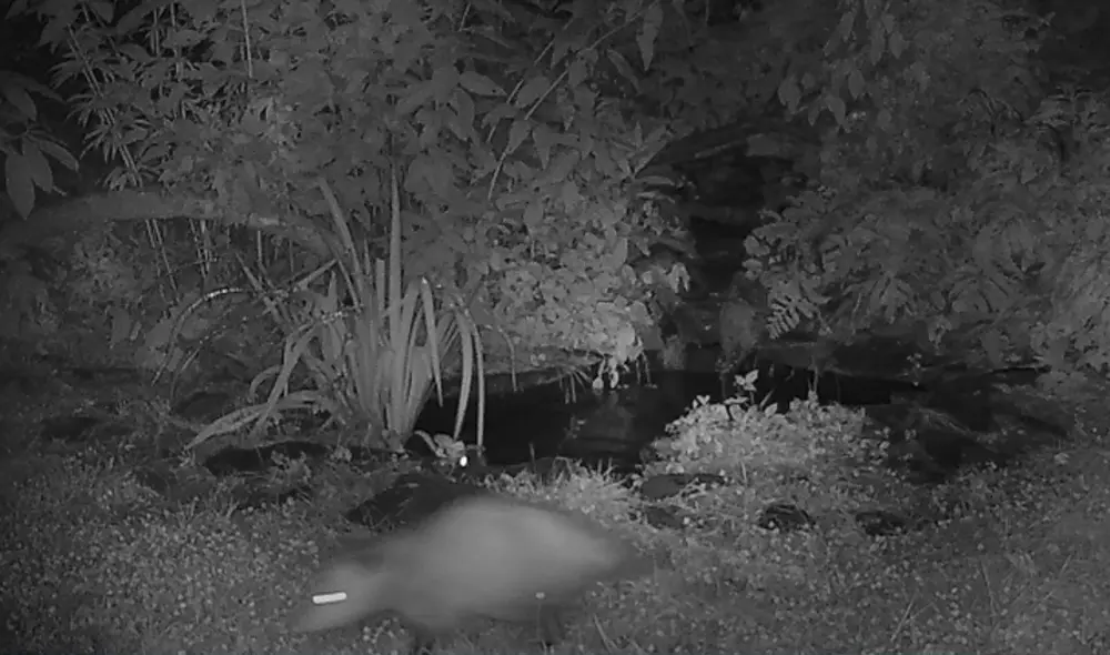 Desliza hacia la izquierda para ver las imágenes del video viral. Foto: captura de YouTube.