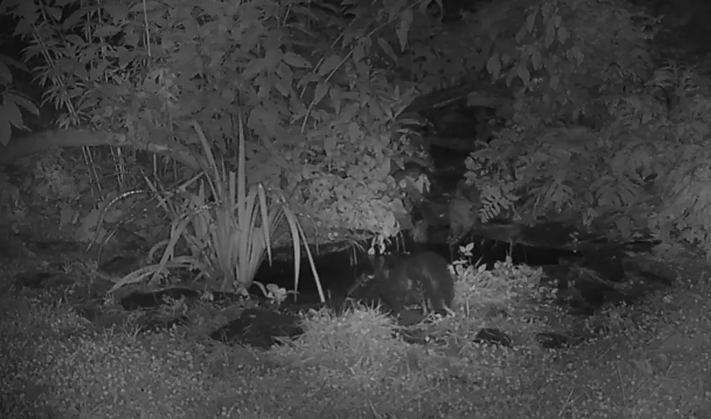 Desliza hacia la izquierda para ver las imágenes del video viral. Foto: captura de YouTube.