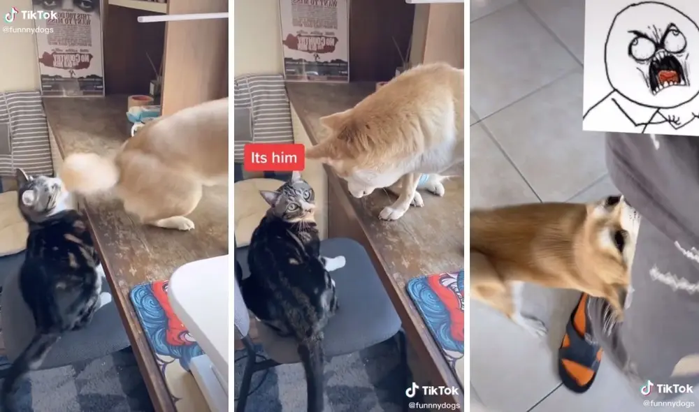 El enardecido perro terminó por 'morder' a su dueño al creerlo culpable. Foto: captura de funnnydogs/TikTok