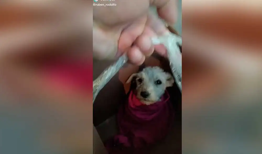 Desliza las imágenes para conocer un poco sobre este pequeño can que fue abandonado en una caja. Foto: captura de TikTok/ruben_rodolfo Desliza las imágenes para conocer un poco sobre este pequeño can que fue abandonado en una caja. Foto: captura de TikTok/ruben_rodolfo