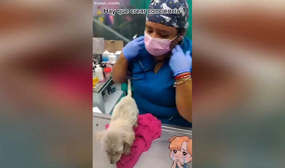 Desliza las imágenes para conocer un poco sobre este pequeño can que fue abandonado en una caja. Foto: captura de TikTok/ruben_rodolfo Desliza las imágenes para conocer un poco sobre este pequeño can que fue abandonado en una caja. Foto: captura de TikTok/ruben_rodolfo