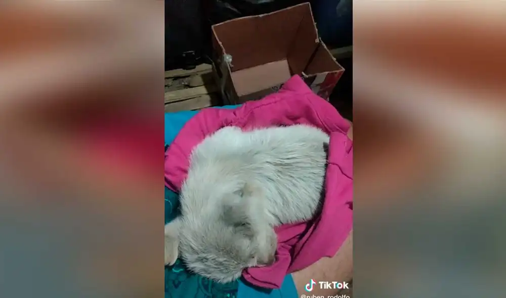 Desliza las imágenes para conocer un poco sobre este pequeño can que fue abandonado en una caja. Foto: captura de TikTok/ruben_rodolfo Desliza las imágenes para conocer un poco sobre este pequeño can que fue abandonado en una caja. Foto: captura de TikTok/ruben_rodolfo
