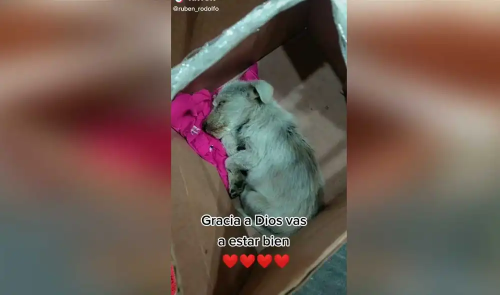 Desliza las imágenes para conocer un poco sobre este pequeño can que fue abandonado en una caja. Foto: captura de TikTok/ruben_rodolfo Desliza las imágenes para conocer un poco sobre este pequeño can que fue abandonado en una caja. Foto: captura de TikTok/ruben_rodolfo