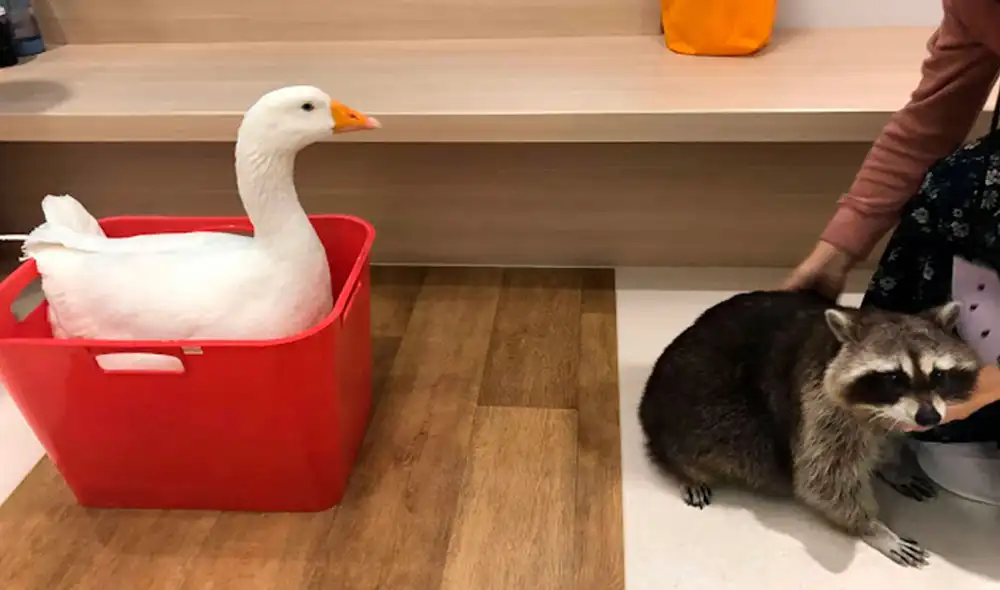 Desliza las imágenes para ver el inesperado comportamiento de un mapache al estar frente a un pato. Foto: Raccoonolan/ Facebook