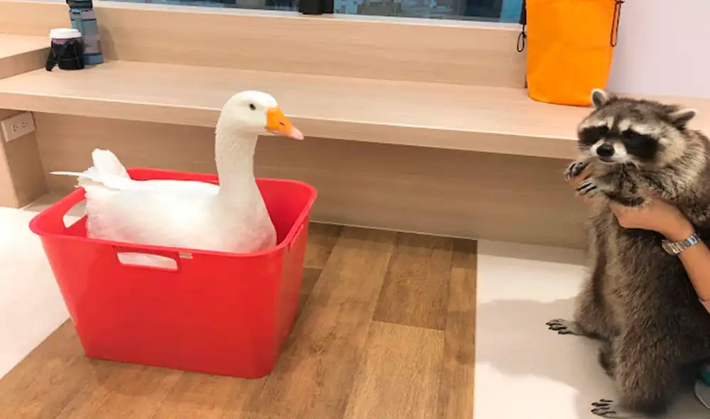 Desliza las imágenes para ver el inesperado comportamiento de un mapache al estar frente a un pato. Foto: Raccoonolan/ Facebook