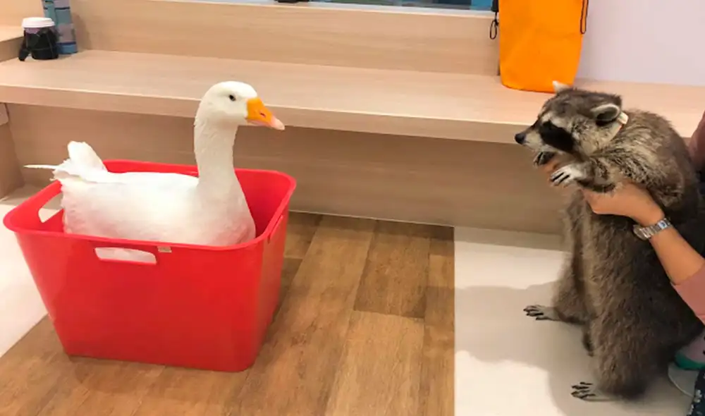 Desliza las imágenes para ver el inesperado comportamiento de un mapache al estar frente a un pato. Foto: Raccoonolan/ Facebook