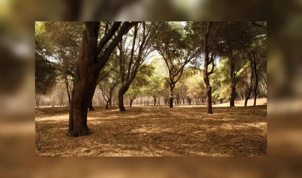 La convocatoria para la búsqueda de os árboles patrimoniales es a nivel nacional. Foto: difusión