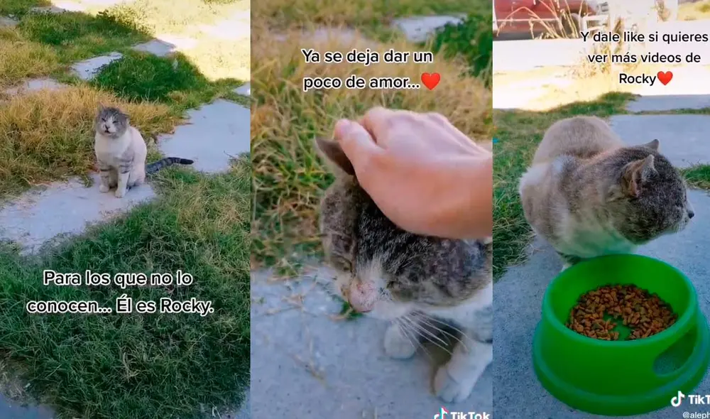 Desliza las imágenes para conocer un poco más sobre el pequeño gatito Rocky. Foto: captura de TikTok/@alephluna Desliza las imágenes para conocer un poco más sobre el pequeño gatito Rocky. Foto: captura de TikTok/@alephluna
