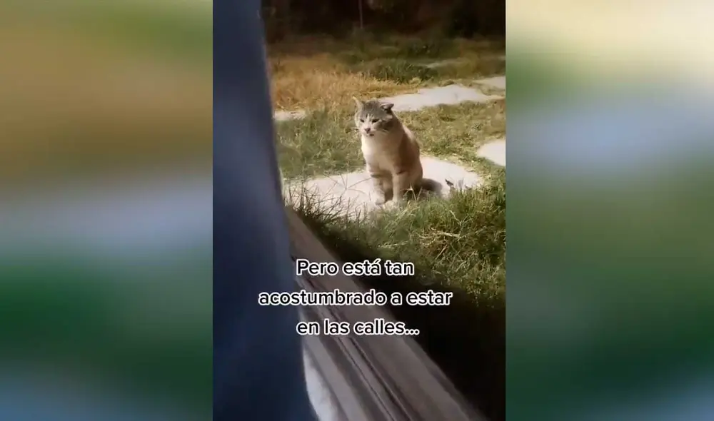 Desliza las imágenes para conocer un poco más sobre el pequeño gatito Rocky. Foto: captura de TikTok/@alephluna Desliza las imágenes para conocer un poco más sobre el pequeño gatito Rocky. Foto: captura de TikTok/@alephluna