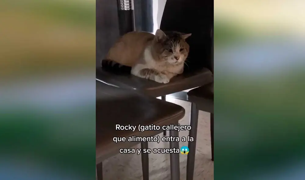 Desliza las imágenes para conocer un poco más sobre el pequeño gatito Rocky. Foto: captura de TikTok/@alephluna Desliza las imágenes para conocer un poco más sobre el pequeño gatito Rocky. Foto: captura de TikTok/@alephluna