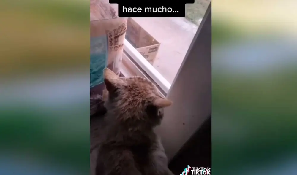 Desliza las imágenes para conocer un poco más sobre el pequeño gatito Rocky. Foto: captura de TikTok/@alephluna Desliza las imágenes para conocer un poco más sobre el pequeño gatito Rocky. Foto: captura de TikTok/@alephluna