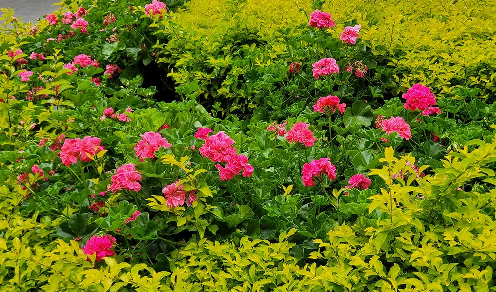 Jardín de flores. Foto: Edson Henriquez