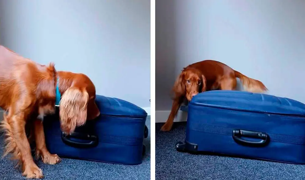 Desliza las imágenes para ver la destreza de un perro al abrir la cremallera de una maleta con facilidad. Foto: Caters Clips